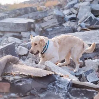 Golden Retriever dog after a huge earthquake.