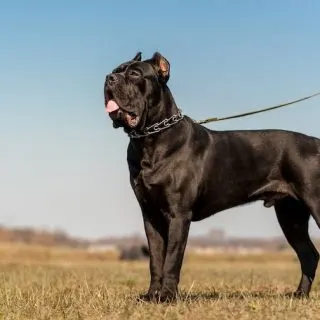 interesting facts about cane corsos.