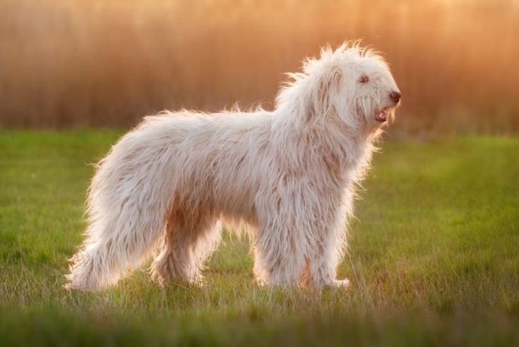 Ogar Rusesc 25 Native Russian Dog Breeds (All Dogs of Russia)