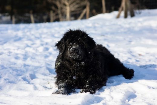 25 Native Russian Dog Breeds (All Dogs of Russia)