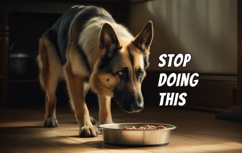 7 Ways You Hurt Your Dog Everyday (Without Realizing)