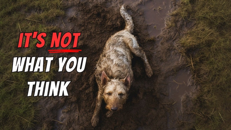 7 Weirdest Dog Behaviors (Reasons You'd Never Expect)