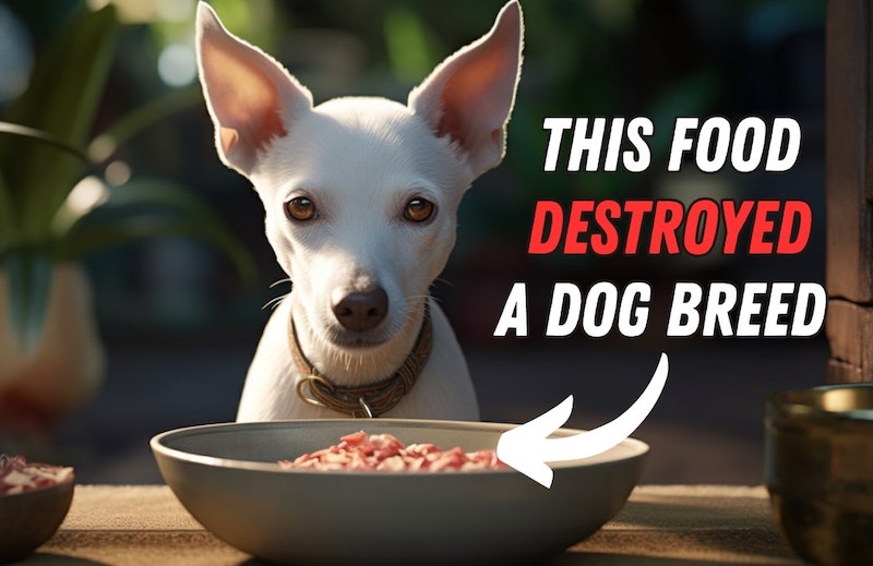 10 Extinct Dog Breeds: The Real Reason They're Gone