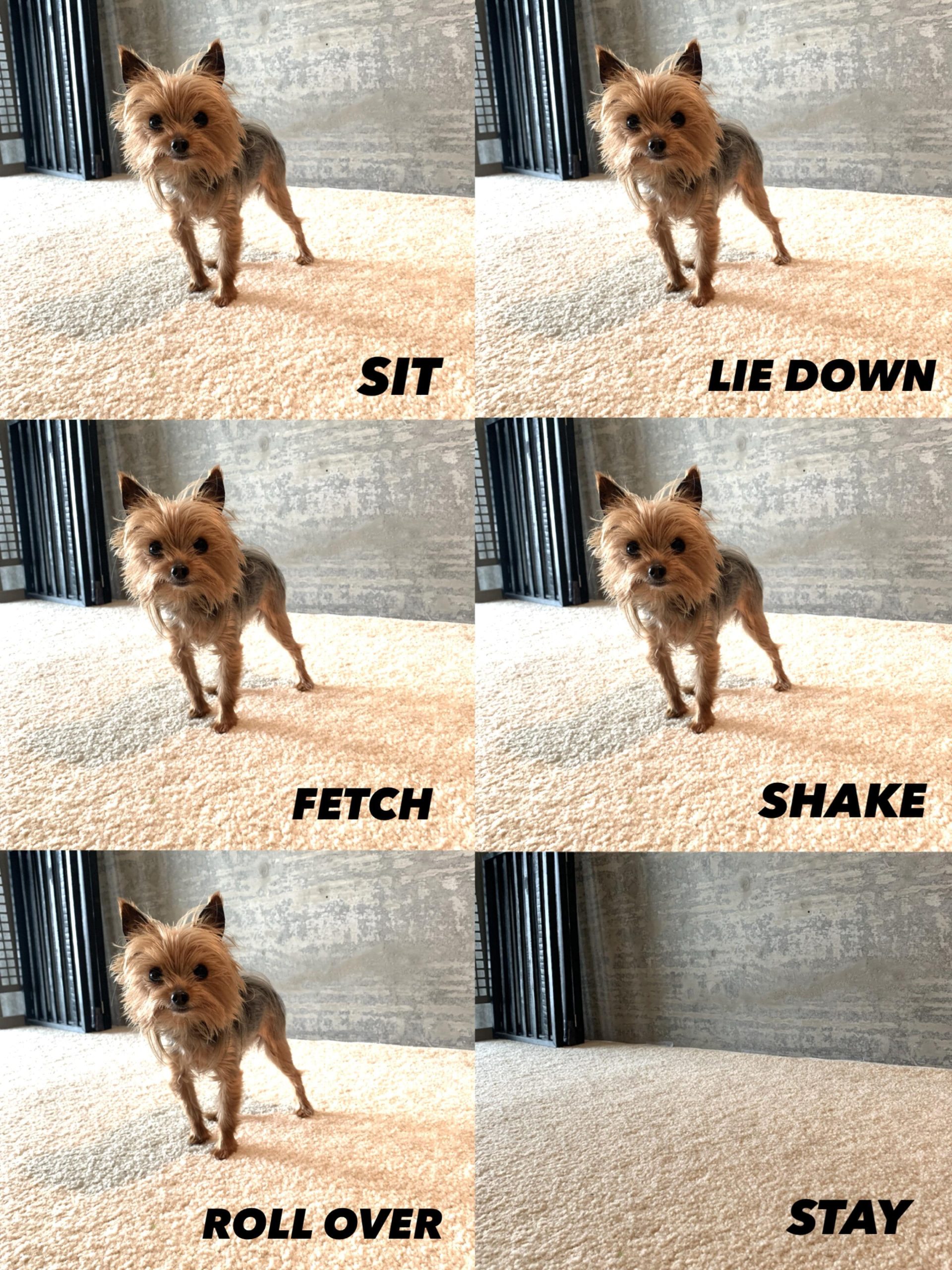 9 Things You MUST Know About Owning a Yorkie